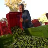 World’s largest olive oil producer says ‘liquid gold’ prices on track to halve from record levels