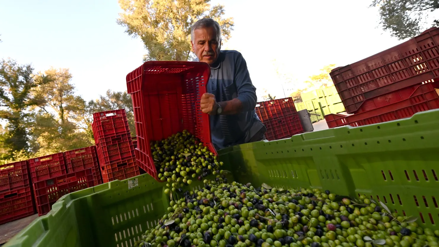 World’s largest olive oil producer says